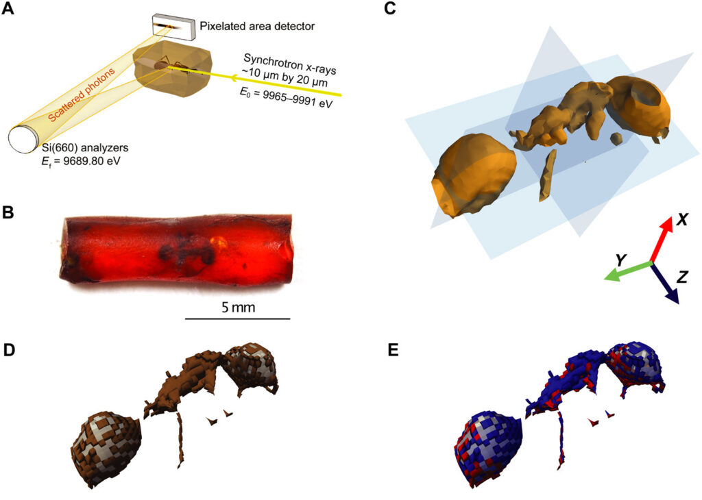 Imagerie Raman de rayons X 3D d’une fourmi piégée dans l’ambre il y a 53 millions d’années dans l’Oise. La chimie du carbone révèle la préservation de signatures moléculaires de la chitine, mieux préservées sur la surface de la fourmi ayant été en premier en contact avec la résine. @IPANEMA